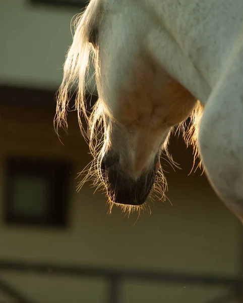 Wit Trekpaard Contourlicht Wit Paard Bij Zonsondergang Zonsondergang Boerderij Thema — Stockfoto