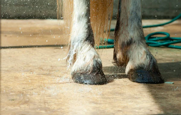Лошадиные Копыта Смывают Водяного Шланга Открытом Воздухе Лошадь Далеко Серые — стоковое фото