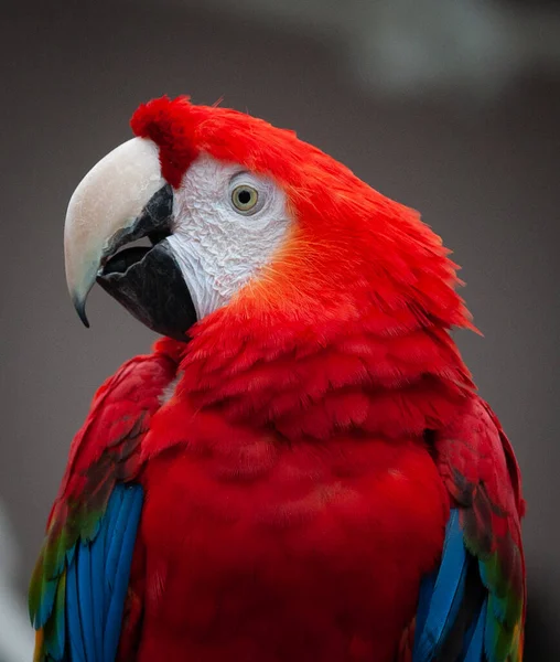 Κοντινό Πορτραίτο Παπαγάλου Red Macaw Κοντινό Πορτραίτο Παπαγάλου Όμορφη Πολύχρωμη — Φωτογραφία Αρχείου