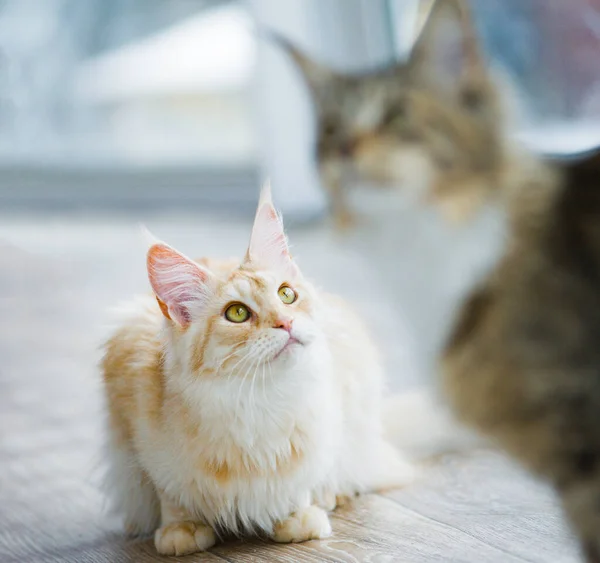 Kucing Lucu Dari Jenis Kucing Hutan Siang Hari Kucing Ras — Stok Foto