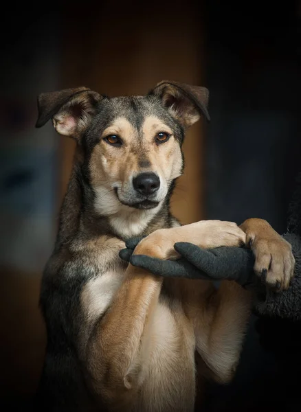 Поняття Милий Доброзичливий Вигляд Усміхненого Бродячого Собаки Який Дивиться Камеру — стокове фото