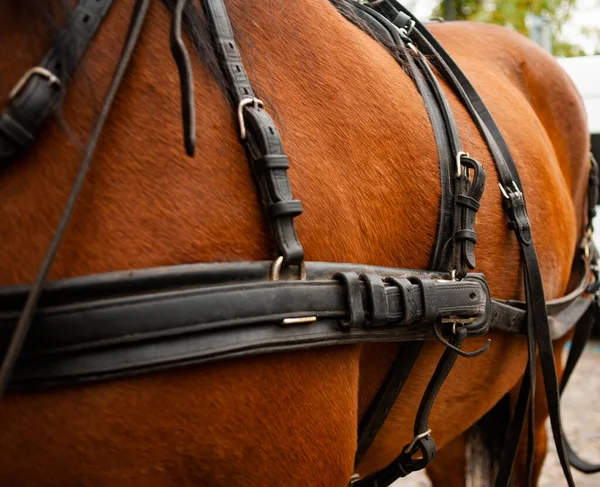 Άλογο Μεταφοράς Στοιχεία Του Εξοπλισμού Που Απεικονίζεται Δέρμα Χαλινάρια Αναβολείς — Φωτογραφία Αρχείου