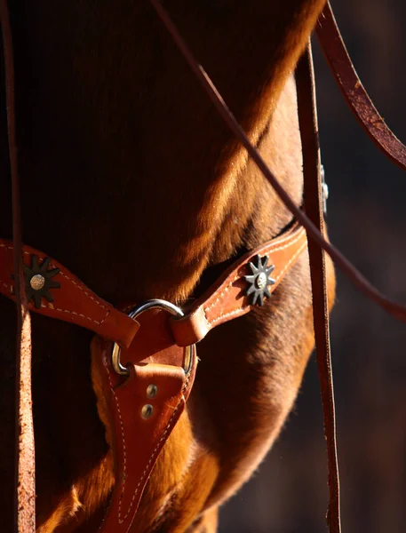 Horse Western Ammunition Close Seup Martingale Occidentale Cuir Sur Étalon — Photo