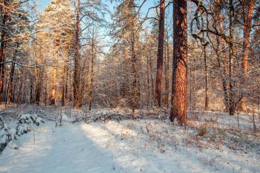 kış orman içinde güneş ışığı
