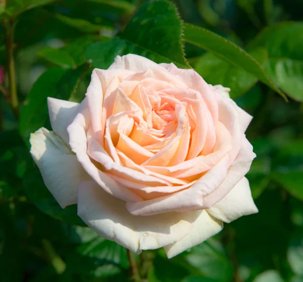 Light rose closeup — Stock Photo, Image