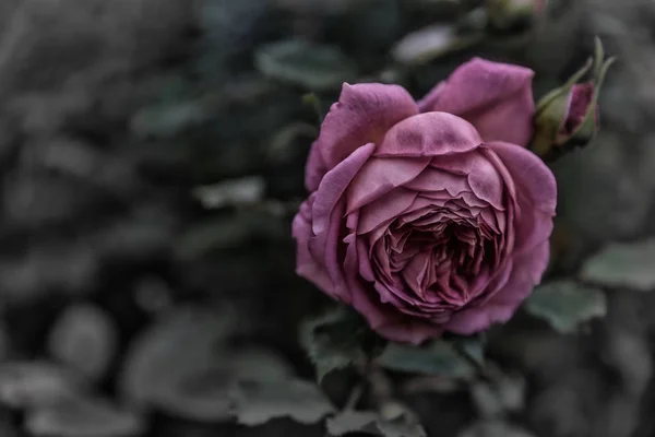 Tónovaný anglické růže closeup — Stock fotografie