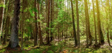 Güneş ışınları ile sihirli bahar orman