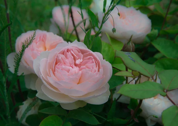 Floração Inglês subiu no jardim em um dia ensolarado . — Fotografia de Stock