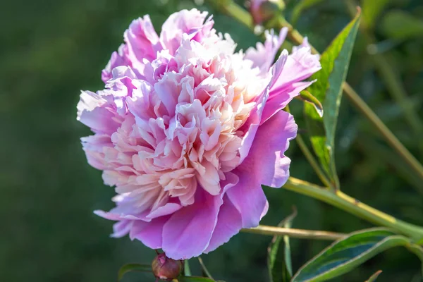 Peonías rosas románticas en el jardín de primavera . — Foto de Stock