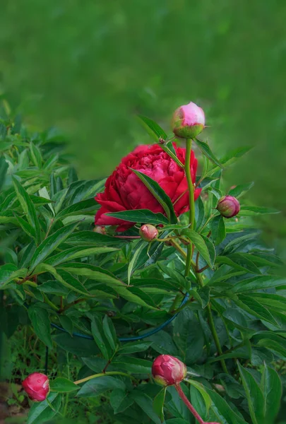 夏天花园里的红牡丹 — 图库照片