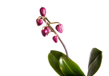 Mor phalaenopsis orkide