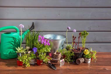 Ahşap arka planda bahçe aletleri ve çiçekler