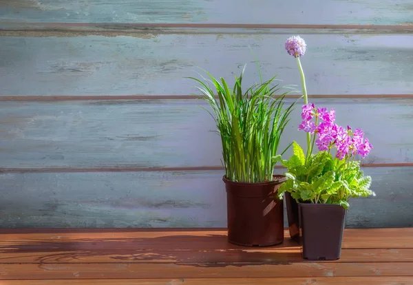 Fiori primaverili su sfondo di legno — Foto Stock