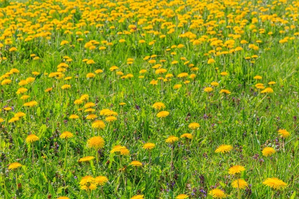 Field of yellow dandelions — Stock Photo, Image