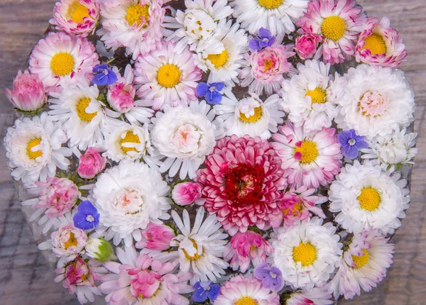 Fioritura margherita fiori sfondo. — Foto Stock