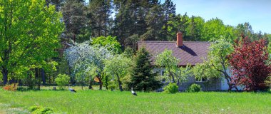 Panoramik bahar manzara.