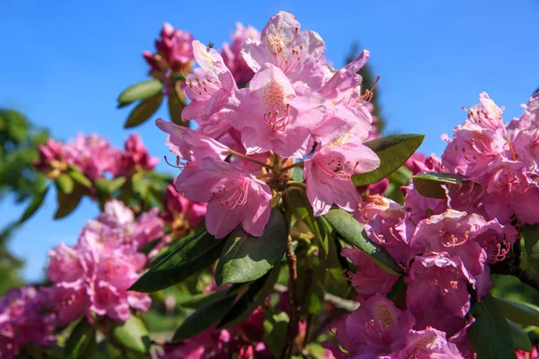 Rododendro rosa bellissimo . — Foto Stock