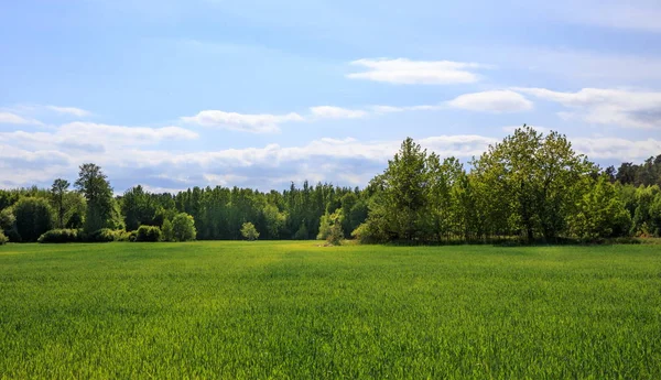 Campo verde e cielo blu — Foto Stock