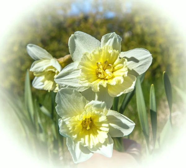 Narcisos brancos e amarelos em um parque — Fotografia de Stock
