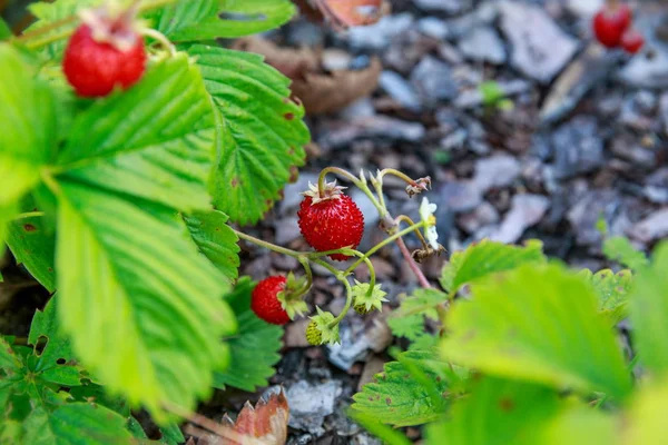 Berry strawberries growing in the summer forest — Stock Photo, Image