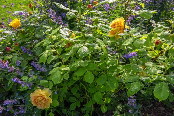 English yellow rose in the garden. David Austin, Golden Celebration