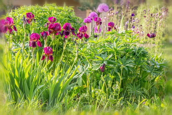 Romantický květinový záhon v purpurových tónech. Krásné barevné květiny - iris, cibule dekorativní, aquilegia, vlčí bob. — Stock fotografie