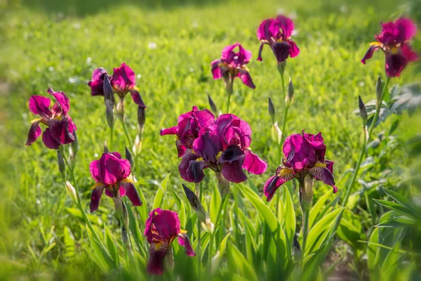 Cama de flores romântica em tons roxos. Lindas flores coloridas íris, cebola decorativa, aquilegia, tremoços . — Fotografia de Stock