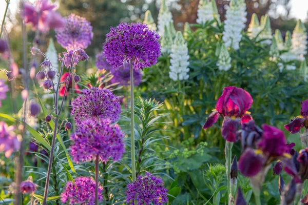 Romantický květinový záhon v purpurových tónech. Krásné barevné květiny - iris, cibule dekorativní, aquilegia, vlčí bob. — Stock fotografie