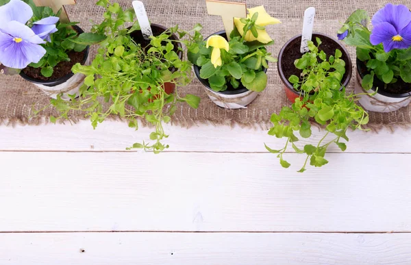 Viola e lobelia, conceito de jardinagem com regador — Fotografia de Stock