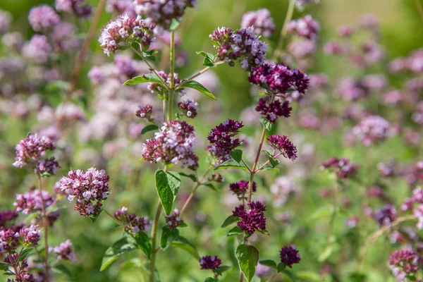 Flores púrpuras de origanum vulgare o orégano común, mejorana salvaje . — Foto de Stock