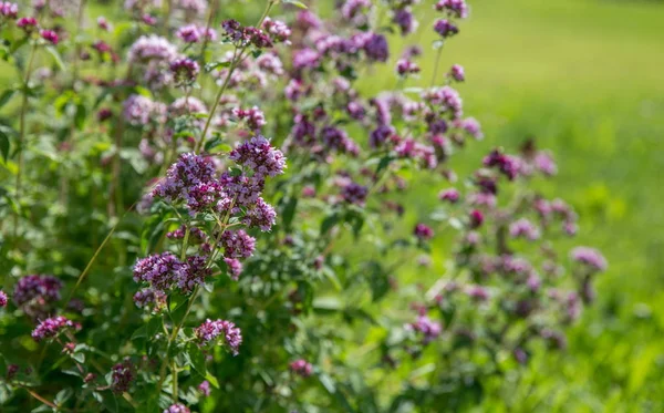 Flores púrpuras de origanum vulgare o orégano común, mejorana salvaje . — Foto de Stock