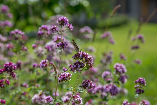 Flores púrpuras de origanum vulgare o orégano común, mejorana salvaje . — Foto de Stock