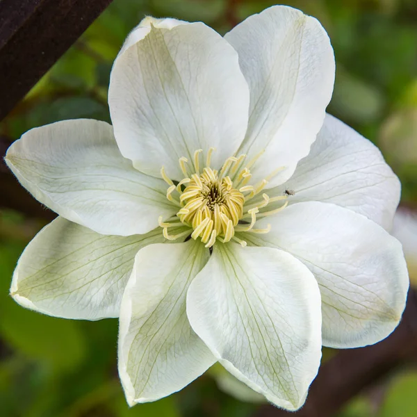 White clematis in the garden — Stock Photo, Image