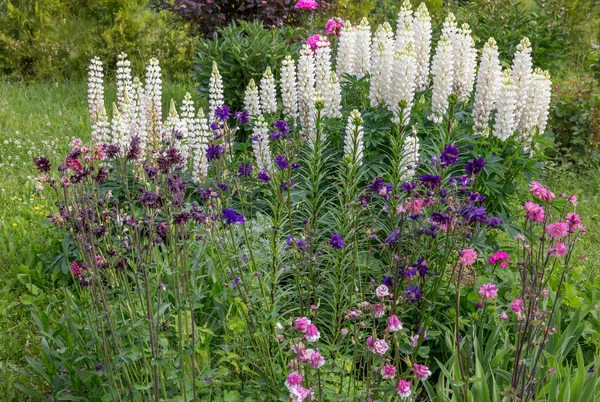 Romántico macizo de flores en tonos morados.Hermosas flores de colores - iris, cebolla decorativa, aquilegia, altramuces . — Foto de Stock