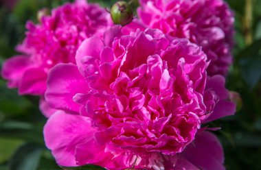 Bahçedeki güzel pembe şakayıklar