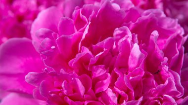 Bahçedeki güzel pembe şakayıklar