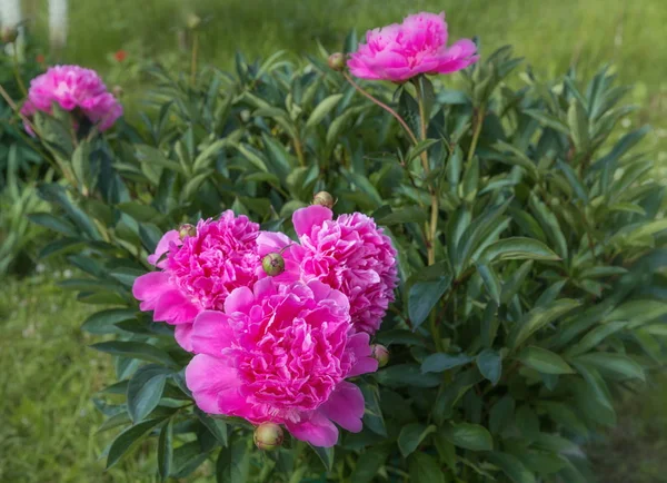 Hermosas peonías rosadas en el jardín — Foto de Stock