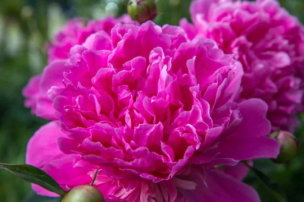 Красиві рожеві півонії в саду — стокове фото