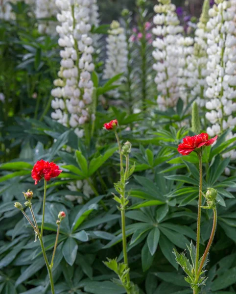 Red avens against white lupine — Stock Photo, Image