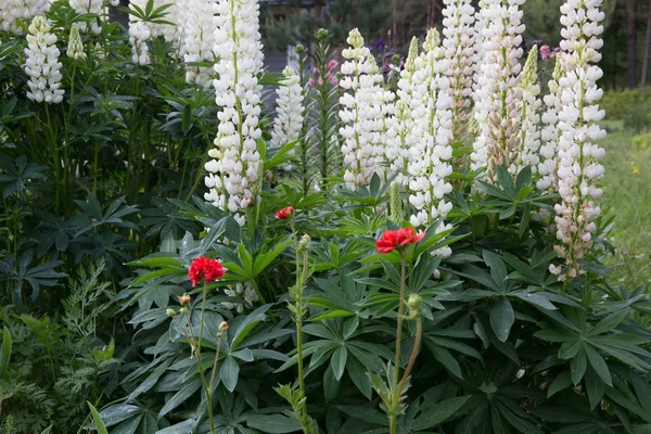 Red avens against white lupine — Stock Photo, Image