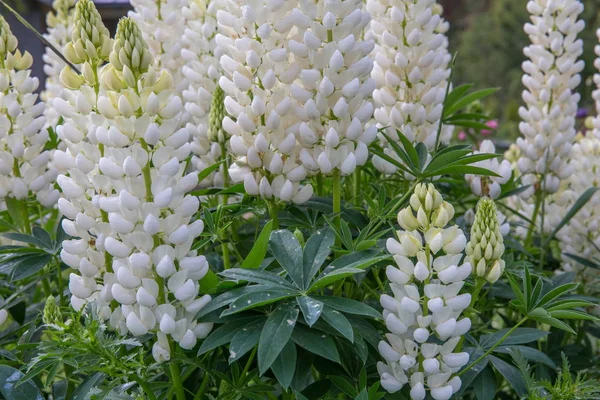 A lot of white lupines field — Stock Photo, Image