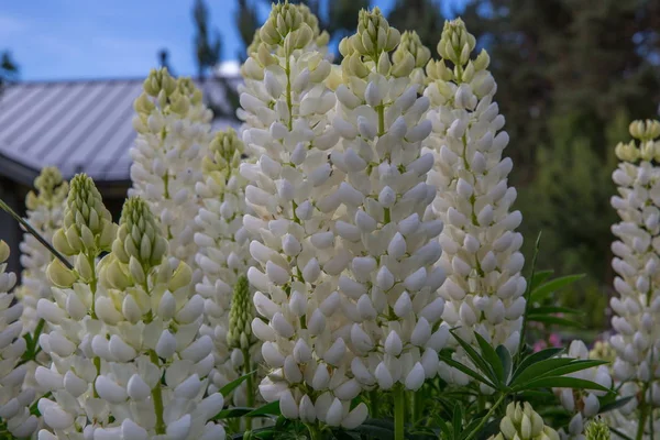 Bir sürü beyaz lupines alan — Stok fotoğraf