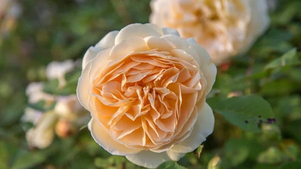 Kvetoucí žluté růže v zahradě za slunečného dne. — Stock fotografie