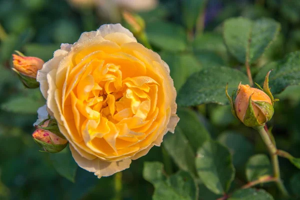 Blooming yellow rose in the garden on a sunny day. — Stock Photo, Image