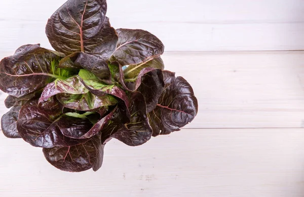 Ensalada de lechuga aislada en blanco —  Fotos de Stock