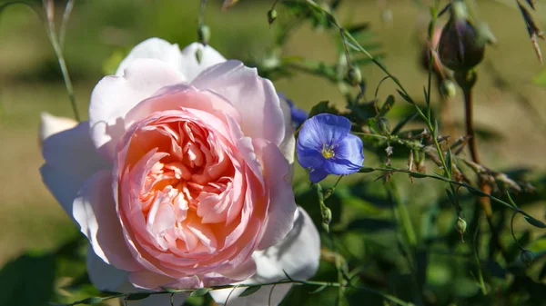 Blooming rose in the garden on a sunny day. David Austin Rose Gentle Hermione. — Stock Photo, Image