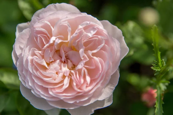Fioritura rosa in giardino in una giornata di sole. David Austin Rose Delicato Hermione . — Foto Stock