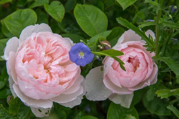 Blommande ros i trädgården på en solig dag. David Austin Rose Gentle Hermione. — Stockfoto
