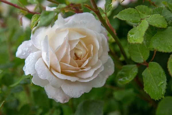 Floreciente rosa en el jardín en un día soleado. David Austin Rose Crocus Rose — Foto de Stock