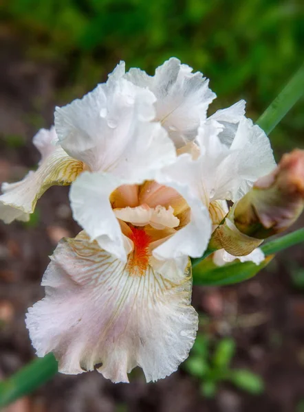 Hermoso retrato de flor de iris barbudo claro — Foto de Stock